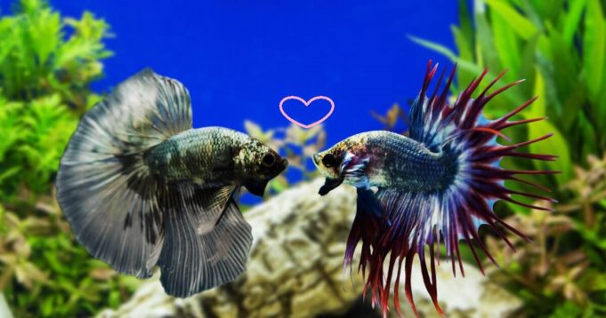 Best Temperature for Betta Fish