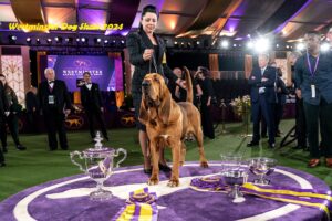 Westminster Dog Show 2024