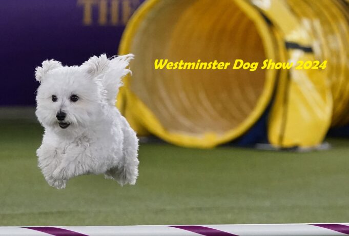 Westminster Dog Show 2024 Live stream